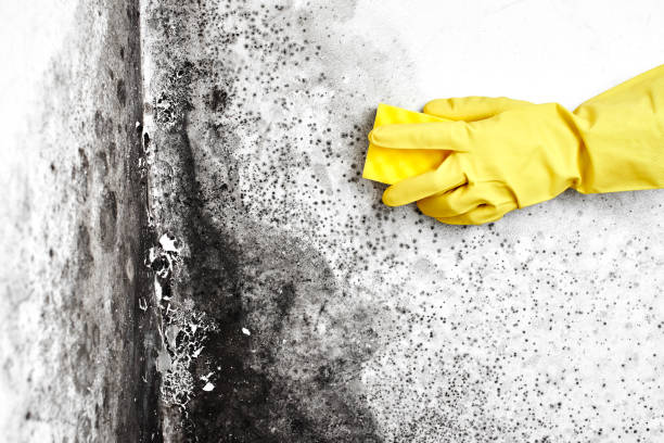 Mold Removal for HVAC Installations in Long Prairie, MN