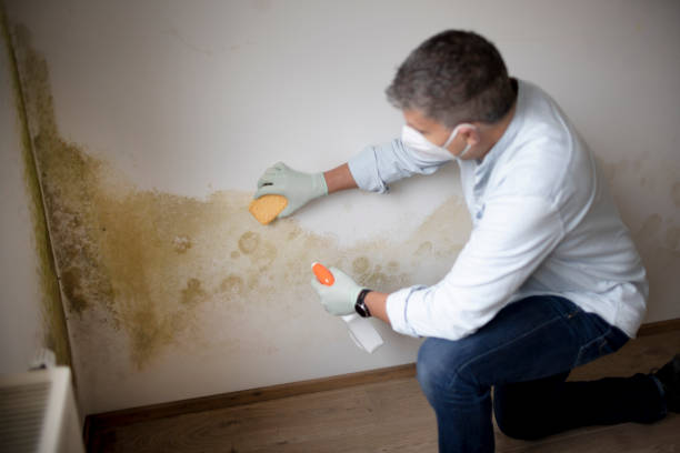 Best Environmental Consulting for Mold Prevention  in Long Prairie, MN