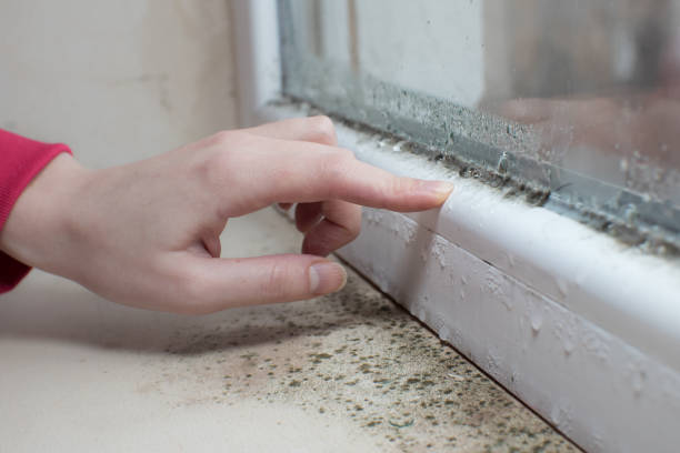  Long Prairie, MN Mold Removal Pros