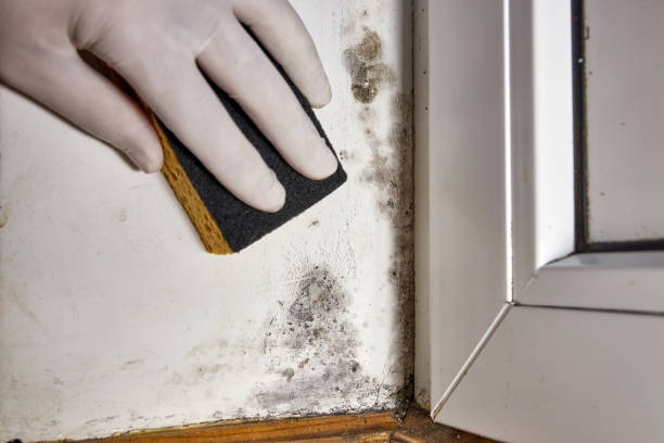 Best Real Estate Mold Inspection  in Long Prairie, MN